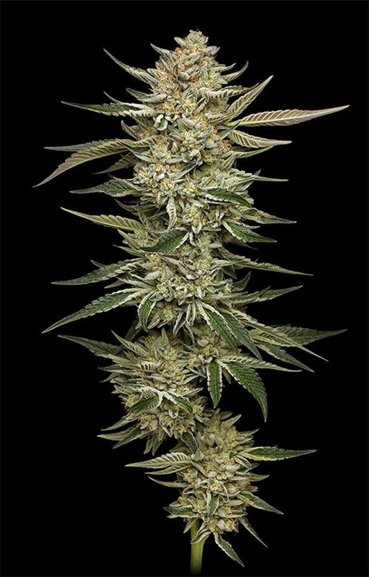 Humboldt Seeds OG Triploid Automatic Hanfsamen Cannabisblüte