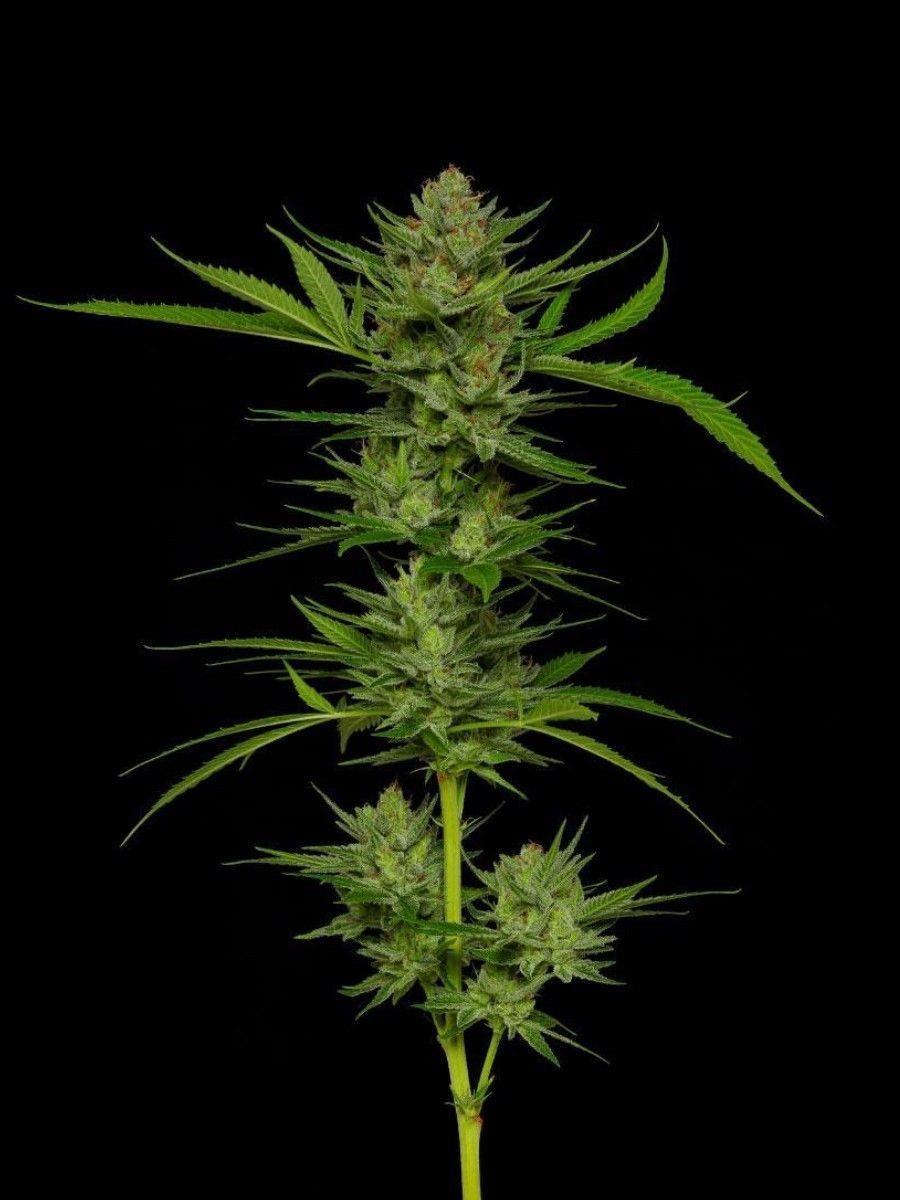 Slightly Stoopid Fruits feminisierte Cannabissamen