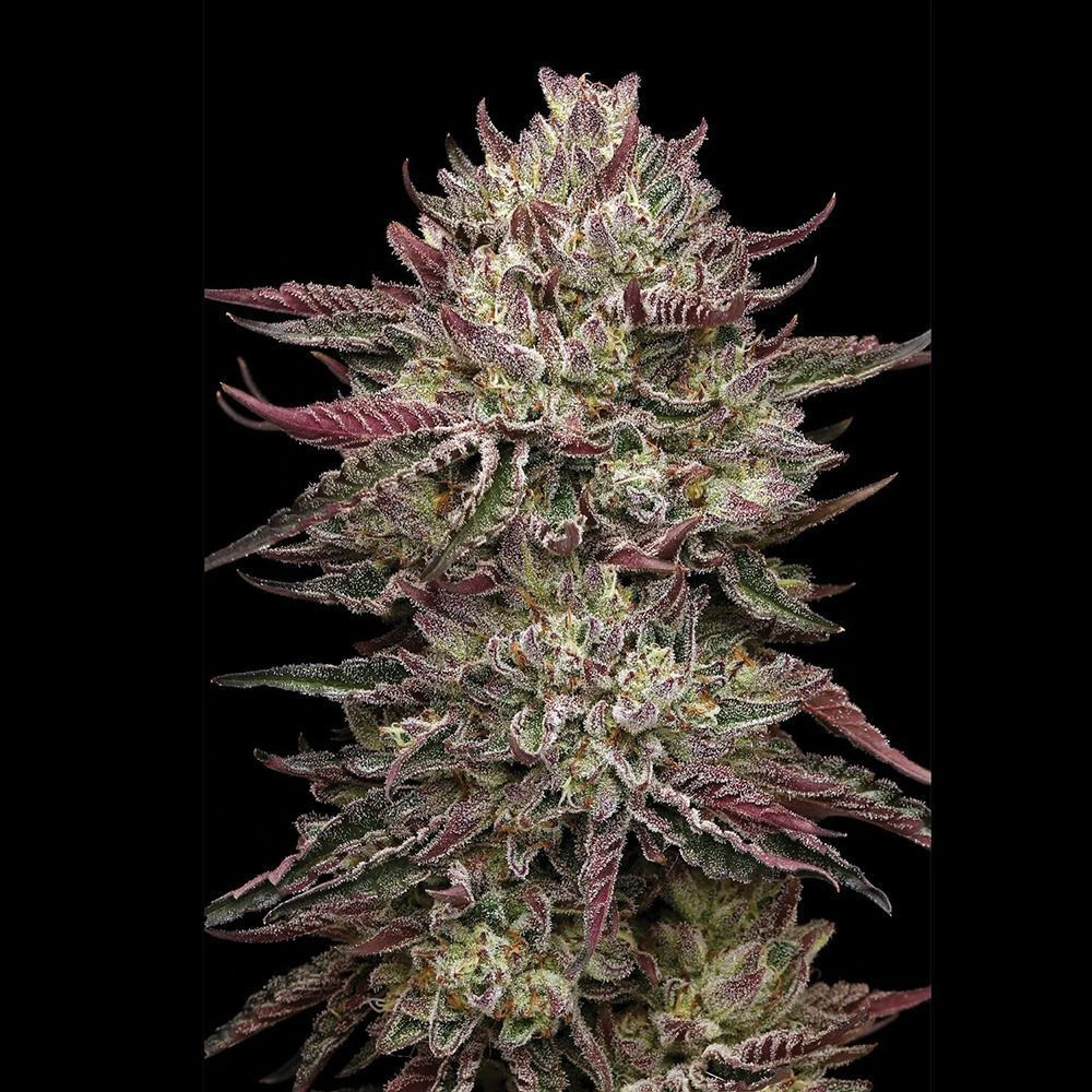 Chicken n' Wafflez feminisierte Cannabissamen