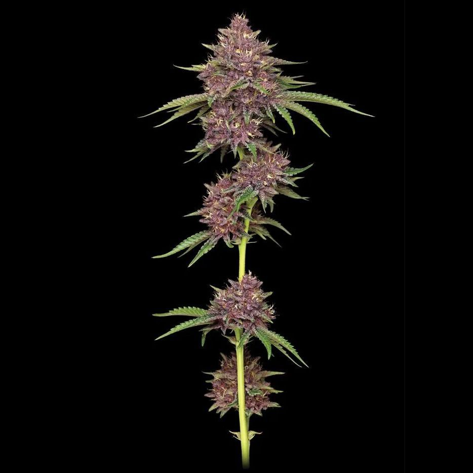 Humboldt Seeds - Purpz Cannabisblüten