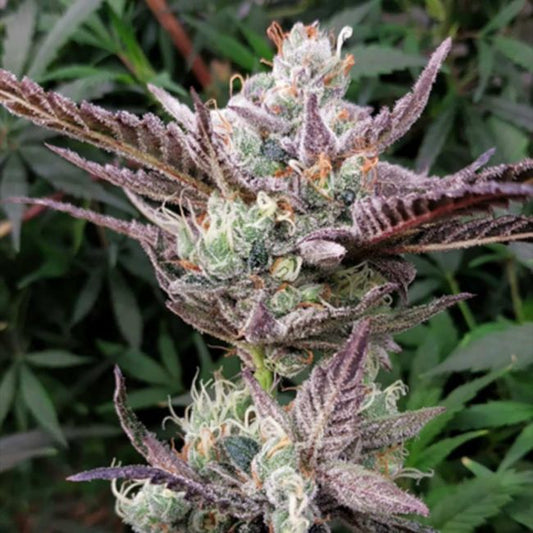 Seedsman Seeds Ice Cream Cake Feminisierte Hanfsamen