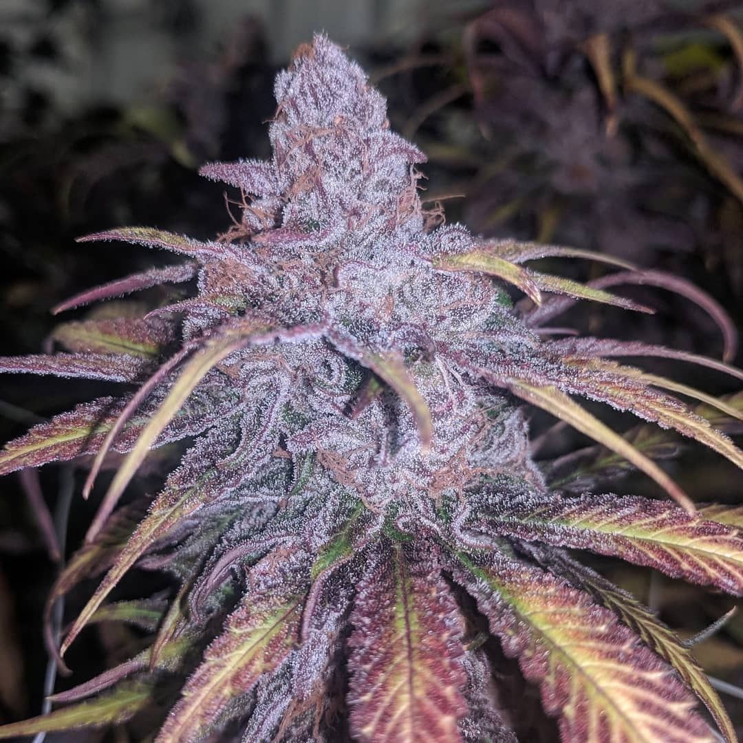 In House Genetics Black Cherry Punch Feminisierte Hanfsamen Blüte