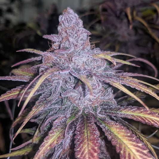  In House Genetics Black Cherry Punch Feminisierte Hanfsamen Blüte