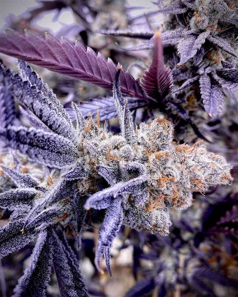  In House Genetics Crystal Cookies V2 Feminisierte Hanfsamen Blüte