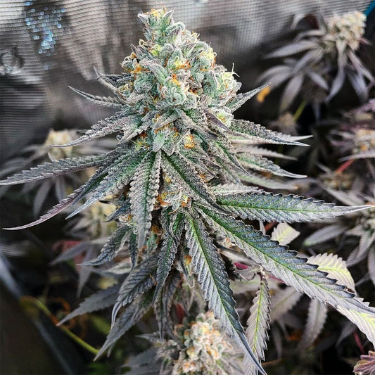  In House Genetics Jellysickle Feminisierte Hanfsamen Blüte