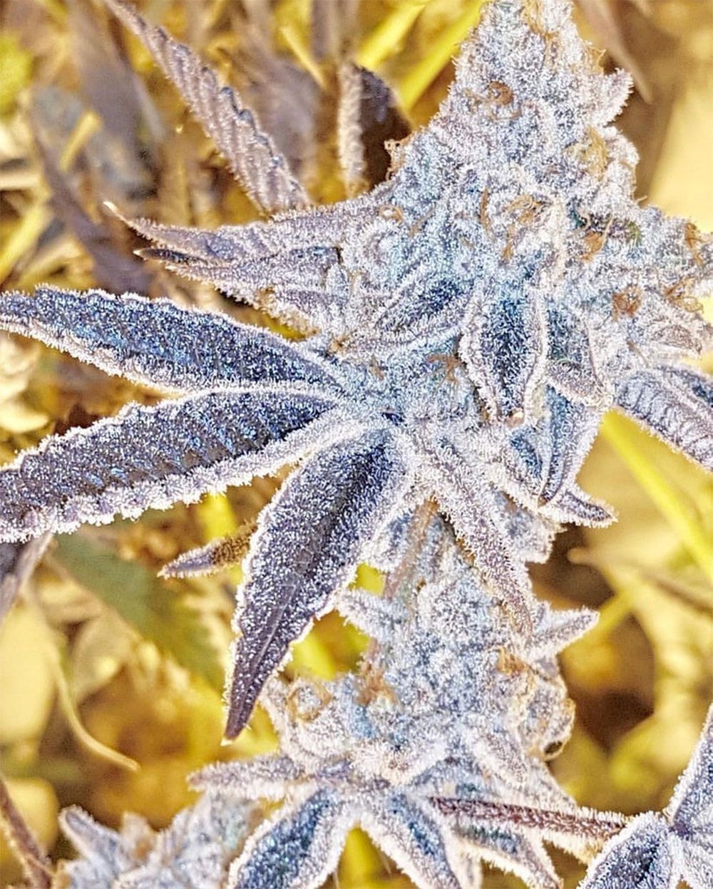  In House Genetics Platinum Dosi Feminisierte Hanfsamen Blüte