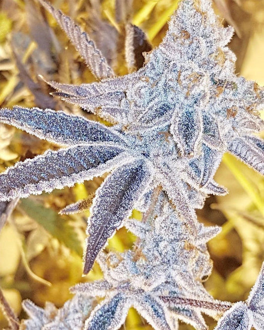  In House Genetics Platinum Dosi Feminisierte Hanfsamen Blüte