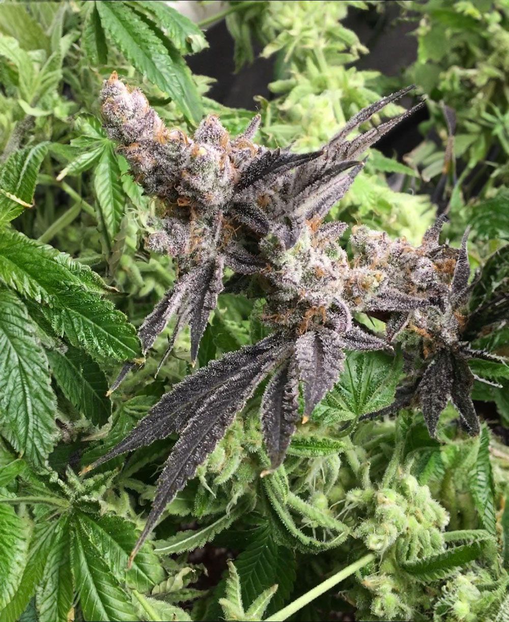  In House Genetics Platinum Garlic Feminisierte Hanfsamen Blüte