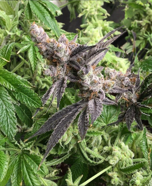  In House Genetics Platinum Garlic Feminisierte Hanfsamen Blüte