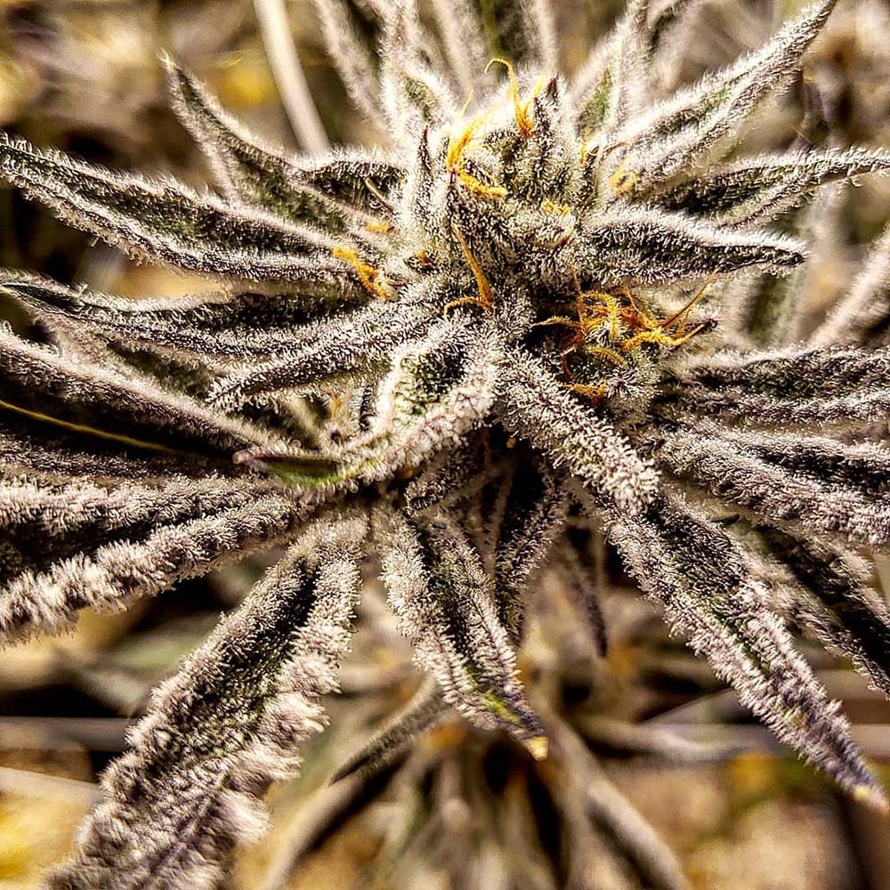 Platinum Jelly feminisierte Cannabissamen