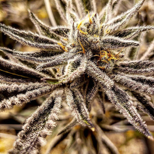 Platinum Jelly feminisierte Cannabissamen