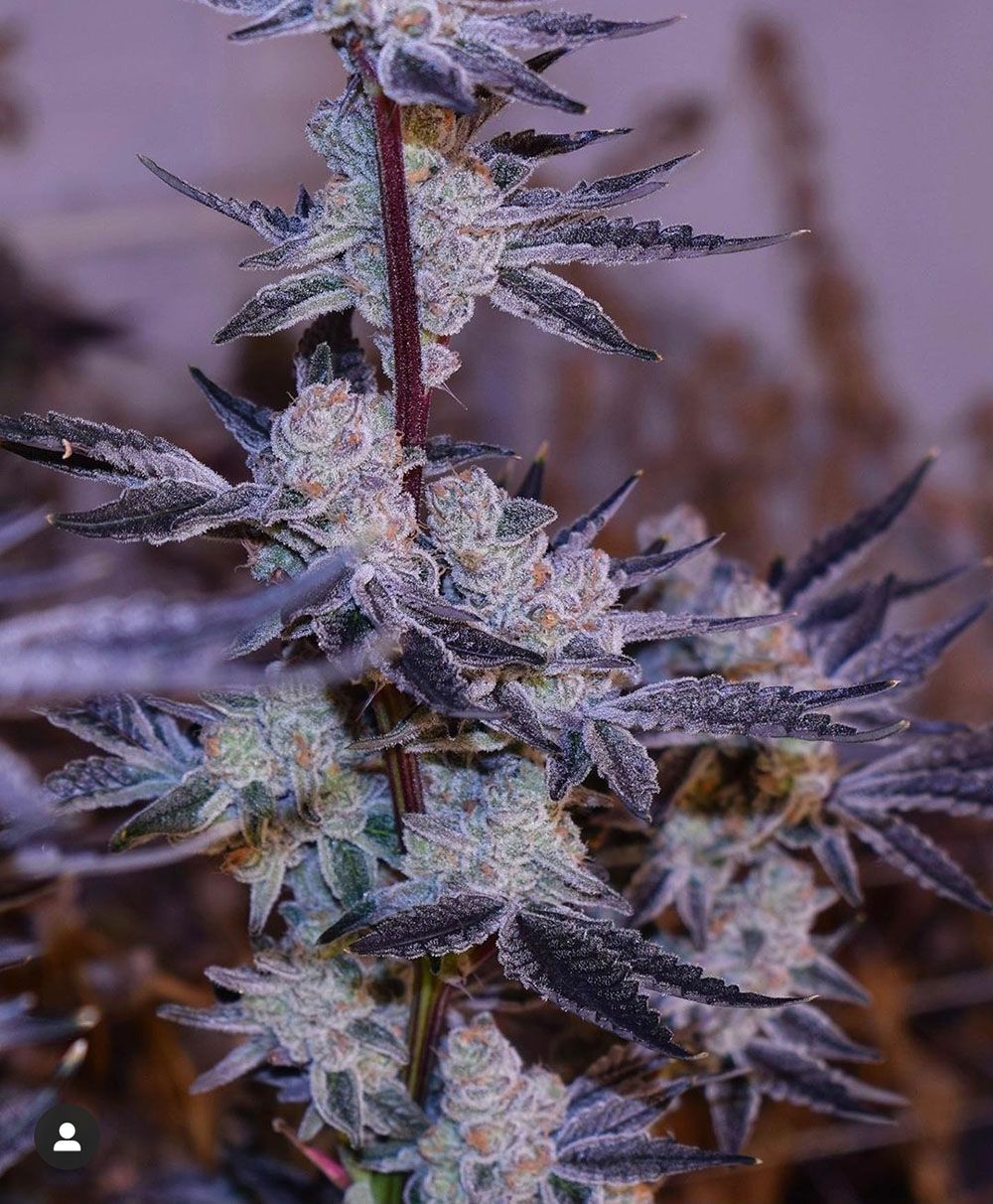  In House Genetics Platinum Platinum Jelly Feminisierte Hanfsamen Blüte