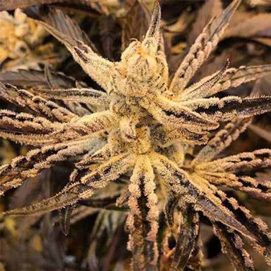 Platinum Kush Breath Remix feminisierte Cannabissamen