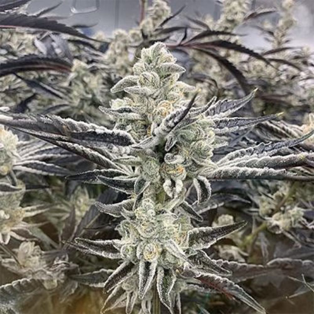  In House Genetics Platinum Kush Breath Remix Feminisierte Hanfsamen Blüte