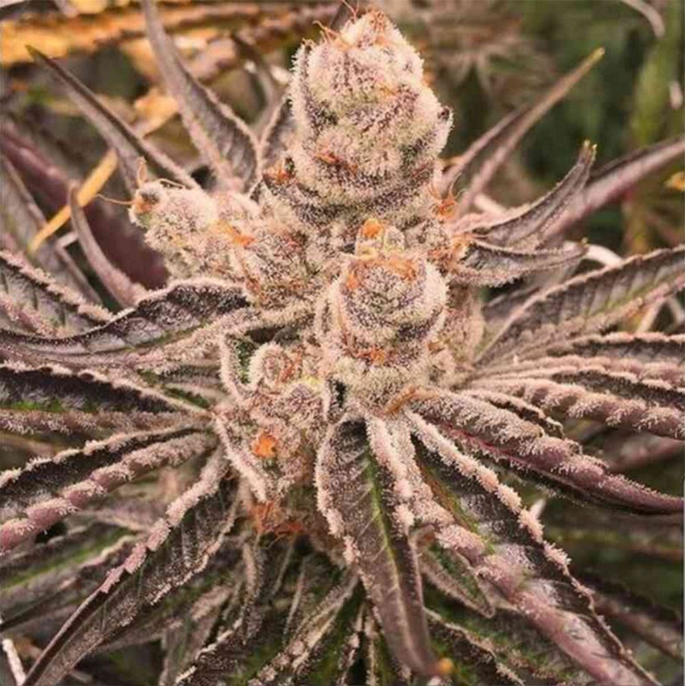  In House Genetics Platinum Purple Candy Feminisierte Hanfsamen Blüte