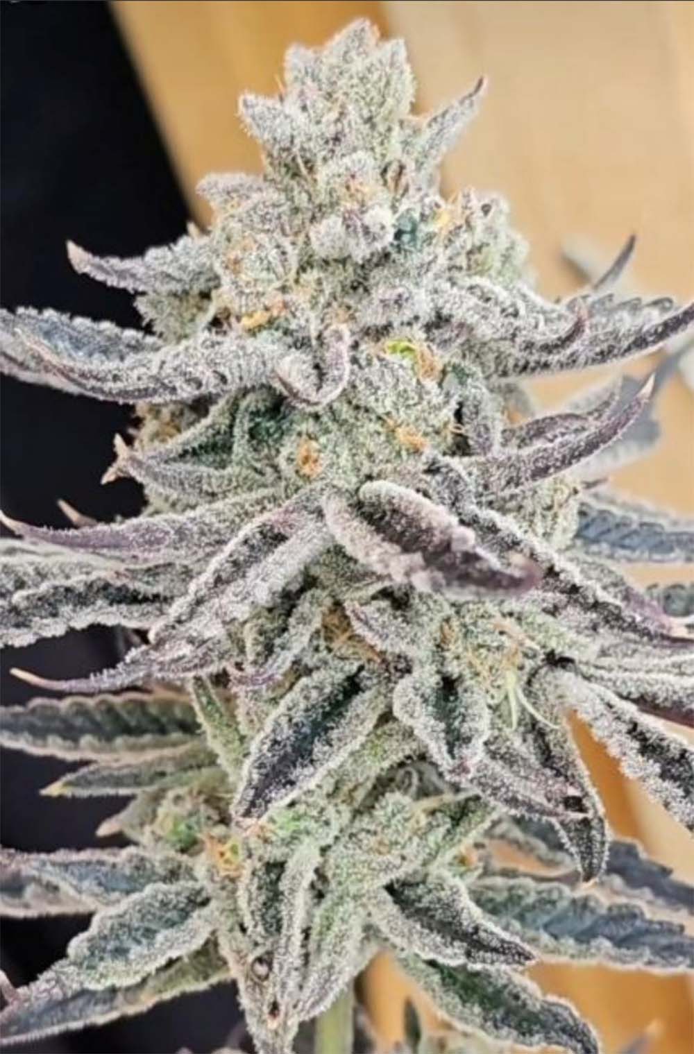 In House Genetics Platinum Zushi Feminisierte Hanfsamen Blüte