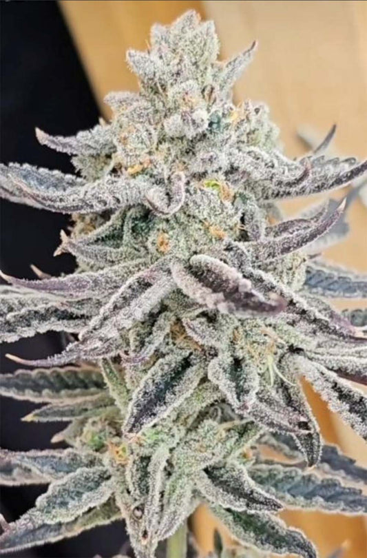 In House Genetics Platinum Zushi Feminisierte Hanfsamen Blüte