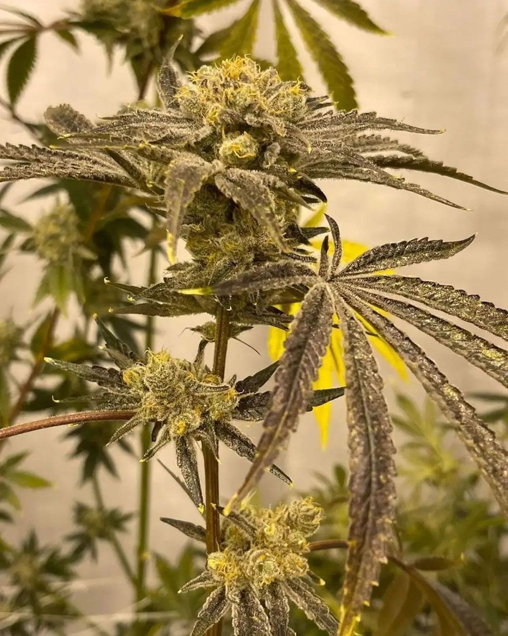  In House Genetics Platinumz Feminisierte Hanfsamen Blüte
