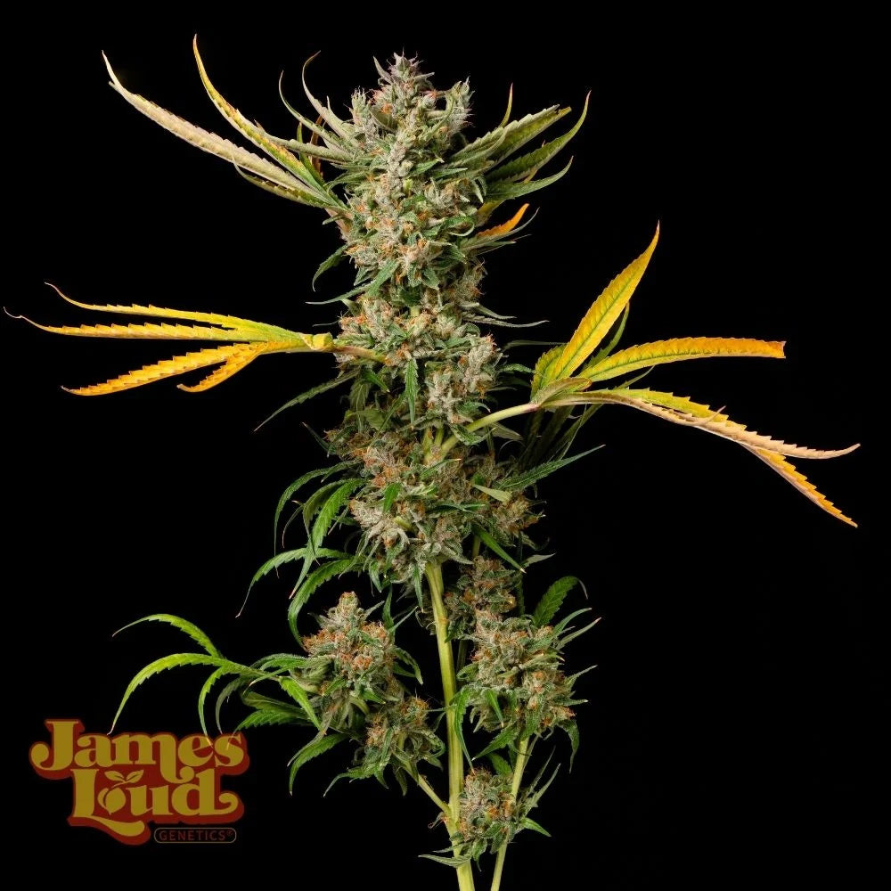 James Loud Genetics Banana Cough Reguläre Hanfsamen Blüte