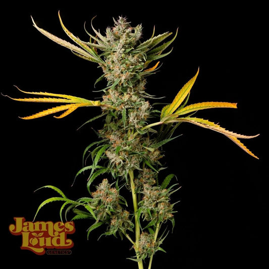 James Loud Genetics Banana Cough Reguläre Hanfsamen Blüte