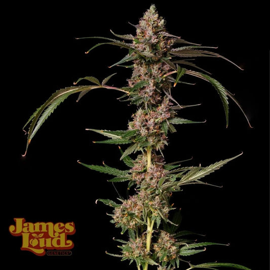 James Loud Genetics Banana Punch Gelato Auto Hanfsamen Blüte