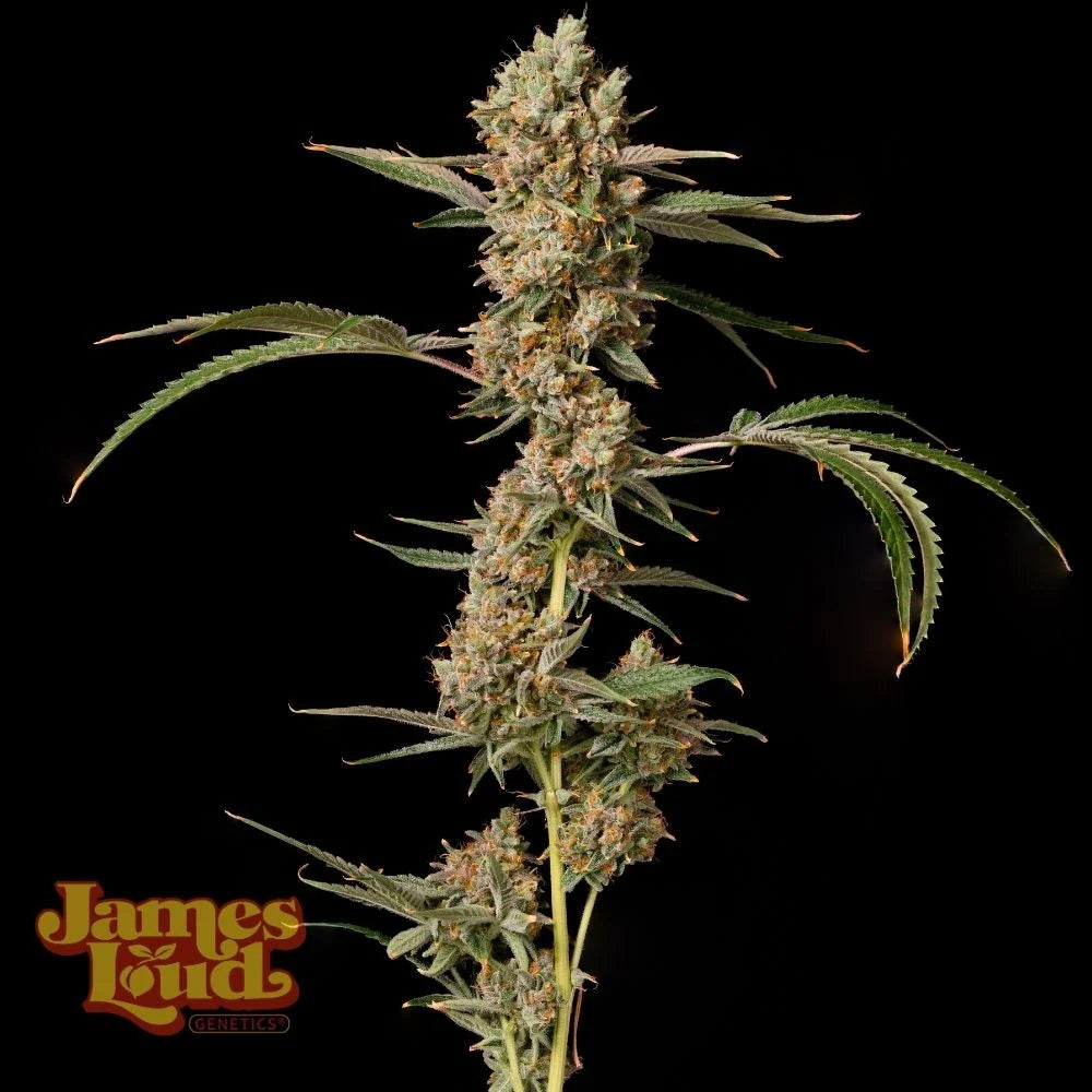 James Loud Genetics Banana Punch OG Auto Hanfsamen Blüte