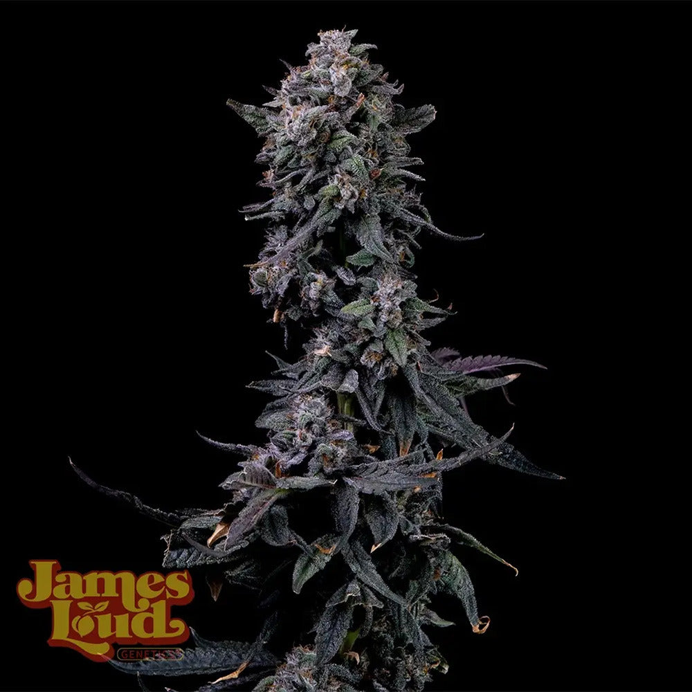 James Loud Genetics Bumpboxx Kush Femnisierte Hanfsamen Blüte