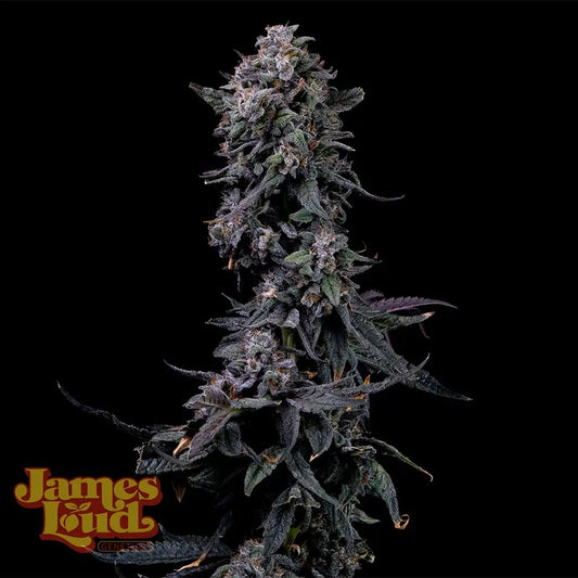 James Loud Genetics Bumpboxx Kush Femnisierte Hanfsamen Blüte