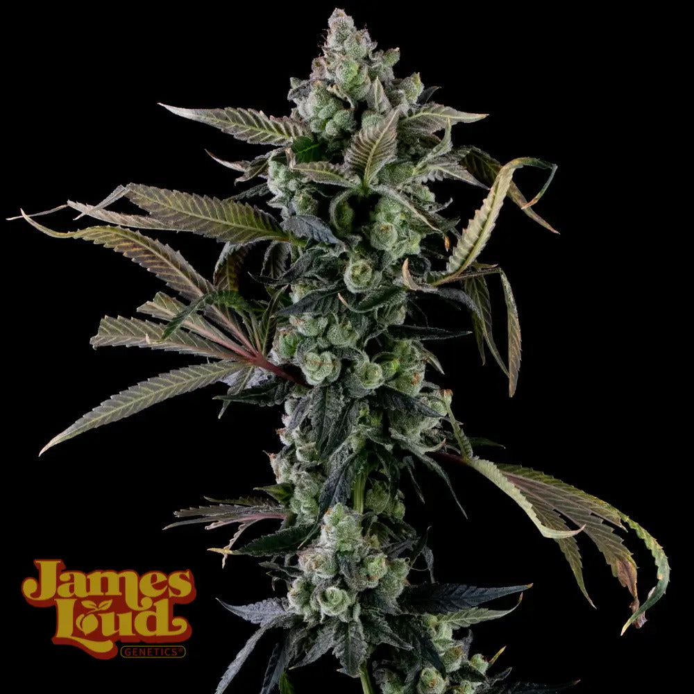 James Loud Genetics Candy Island Femnisierte Hanfsamen Blüte