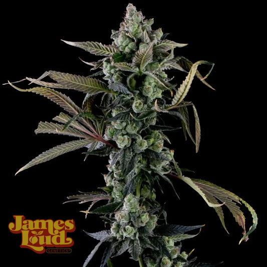 James Loud Genetics Candy Island Femnisierte Hanfsamen Blüte