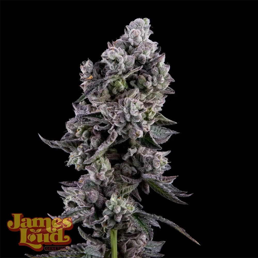 James Loud Genetics Havana Bandana Regulär Hanfsamen Blüte