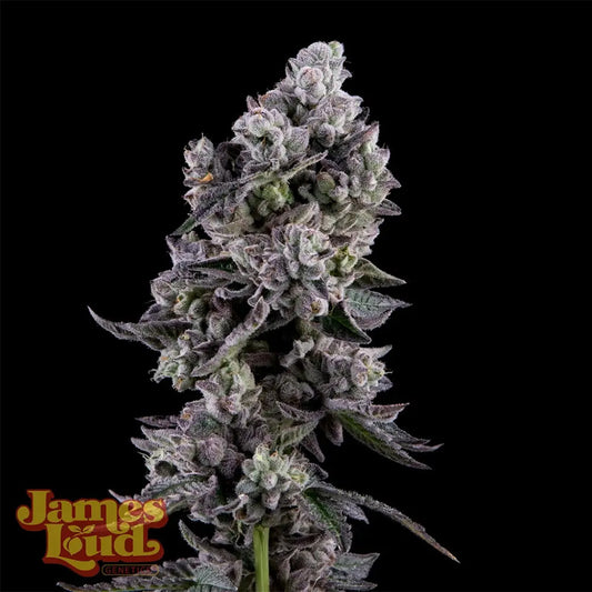 James Loud Genetics Havana Bandana Regulär Hanfsamen Blüte