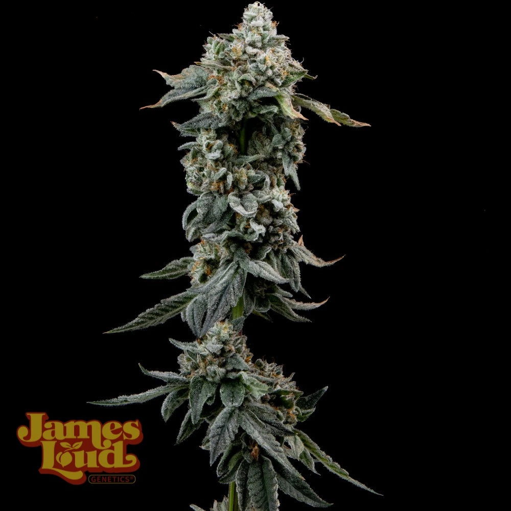 James Loud Genetics Heavy Z Femnisierte Hanfsamen Blüte