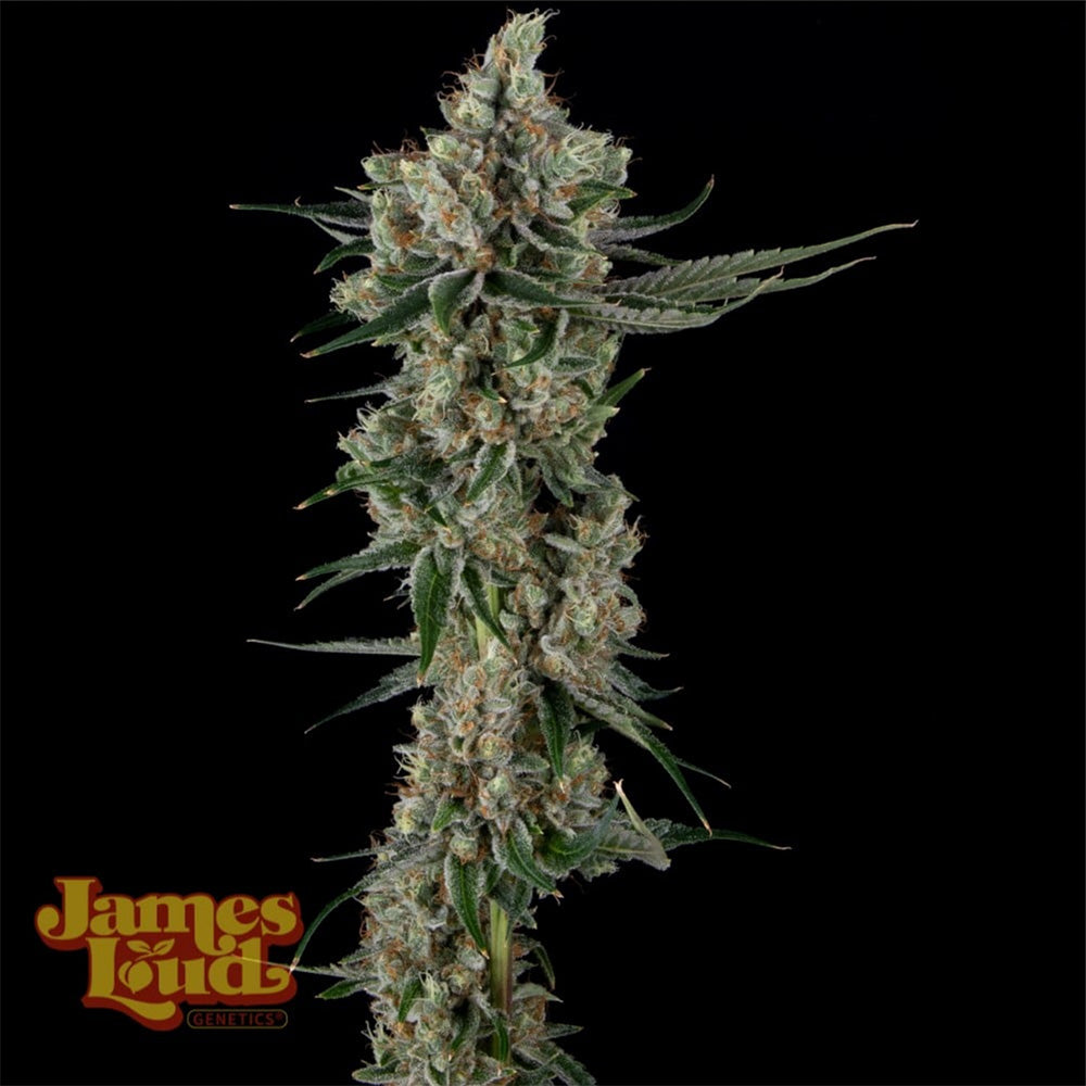 James Loud Genetics Loud Dream Candy Femnisierte Hanfsamen Blüte