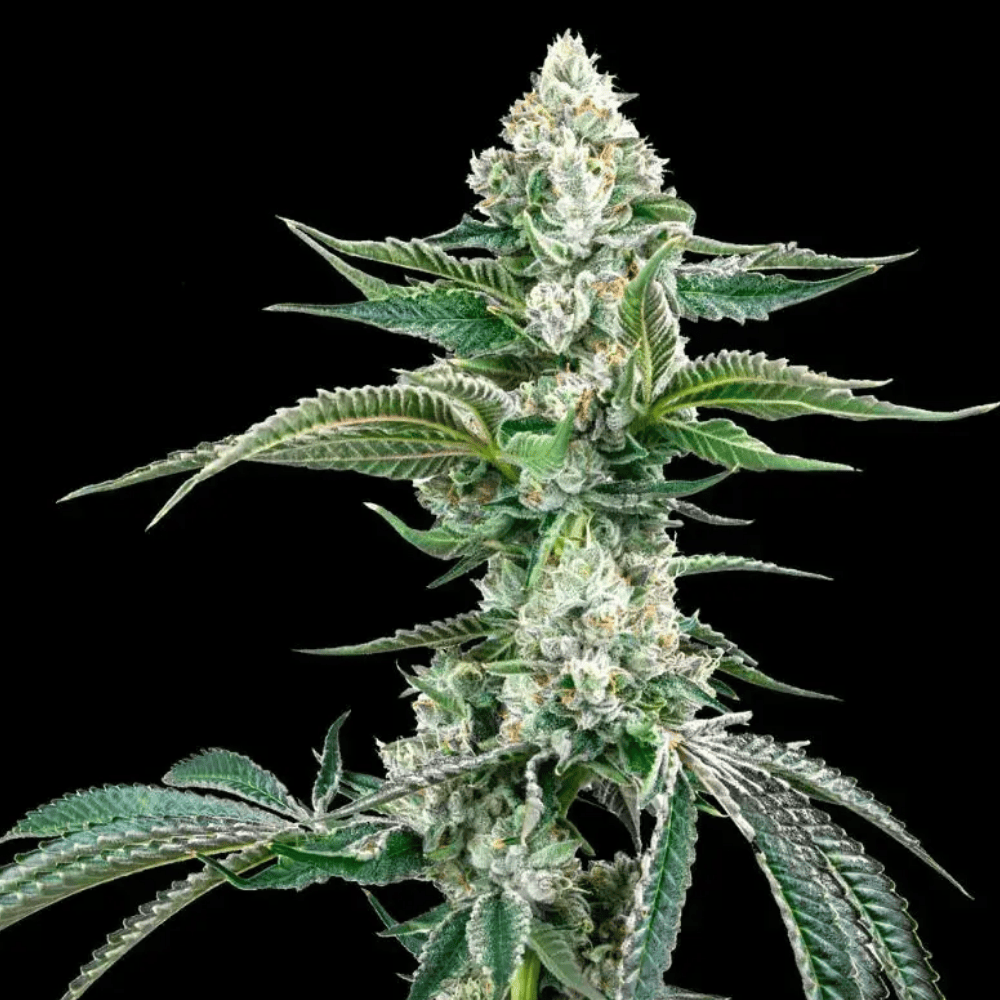 James Loud Genetics OG Kush F4 IBL Auto Hanfsamen Blüte