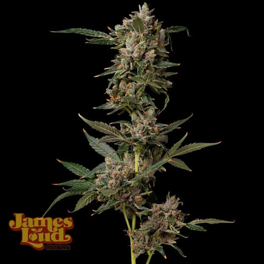 James Loud Genetics Loud Dream Candy Femnisierte Hanfsamen Blüte
