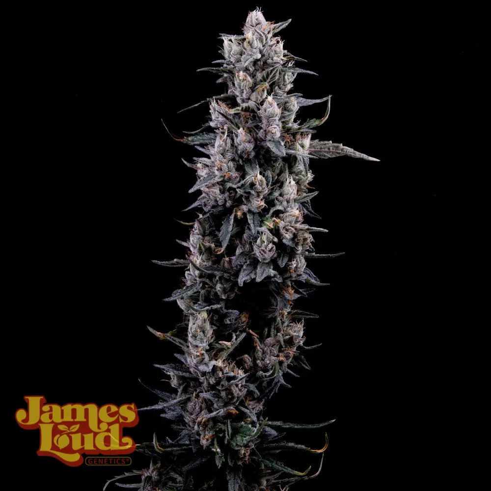 James Loud Genetics Sour Grape Diesel Femnisierte Hanfsamen Blüte