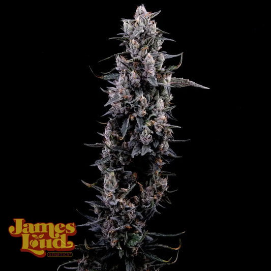 James Loud Genetics Sour Grape Diesel Femnisierte Hanfsamen Blüte