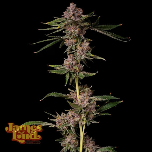 James Loud Genetics Triangle Lemon Cherry Femnisierte Hanfsamen Blüte