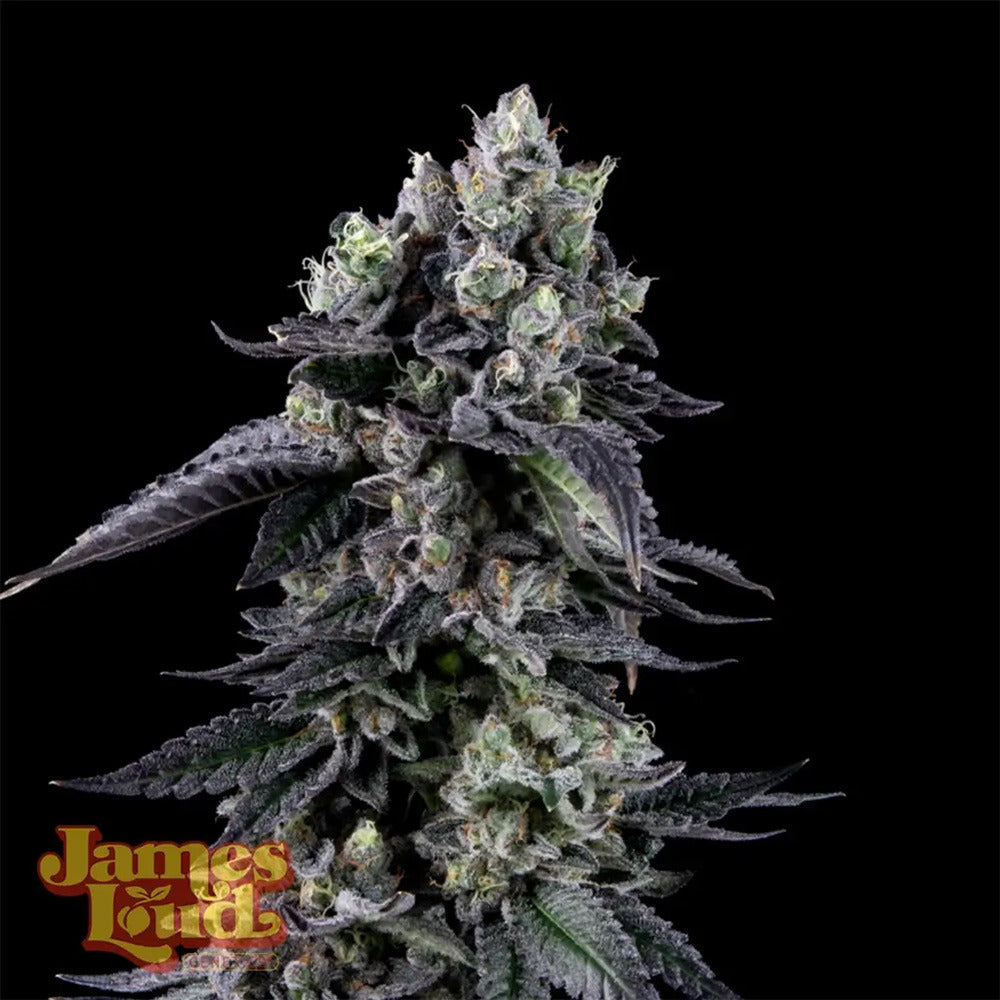 James Loud Genetics Zour Diesel Femnisierte Hanfsamen Blüte