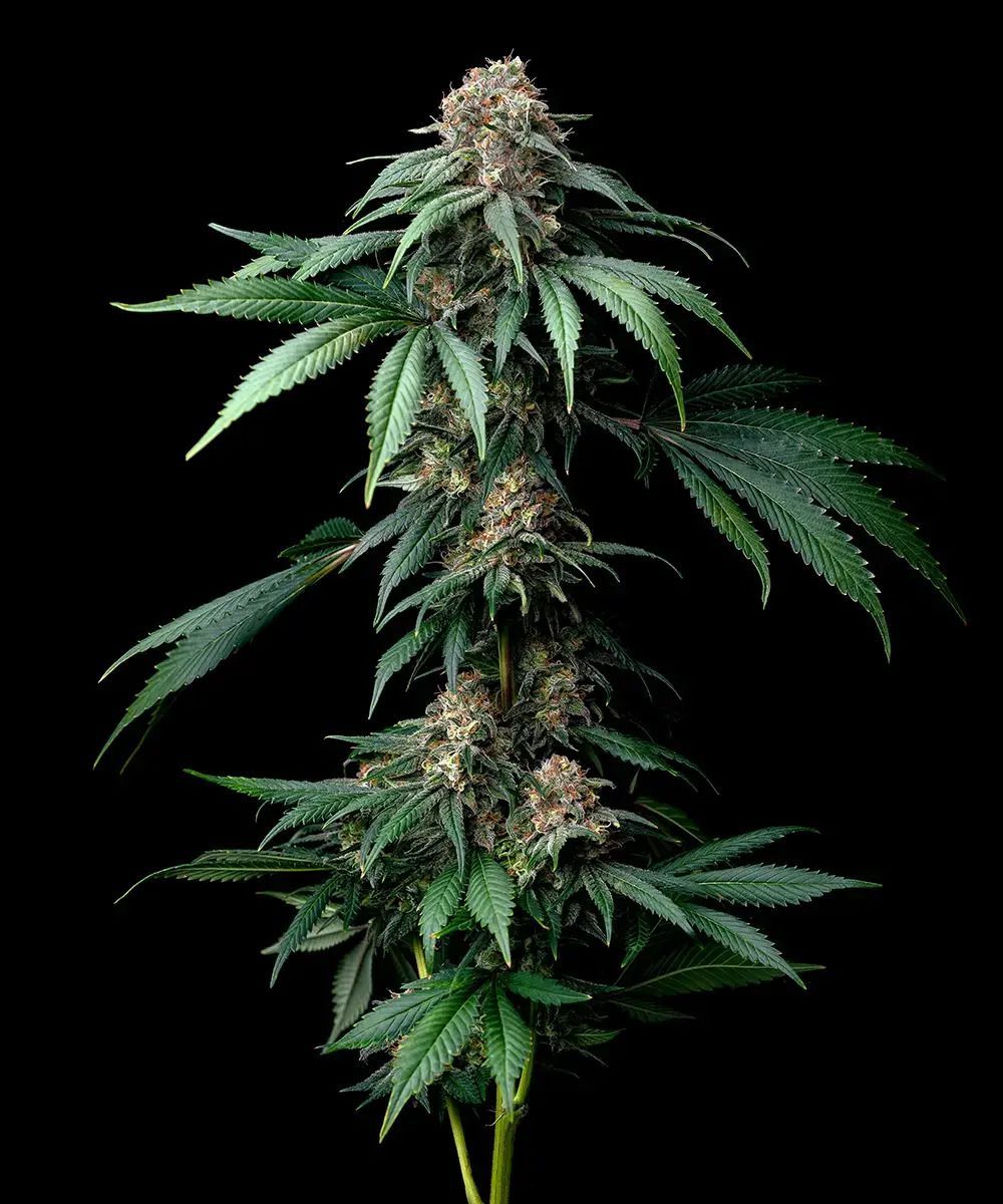 Mendo Breath feminisierte Cannabissamen
