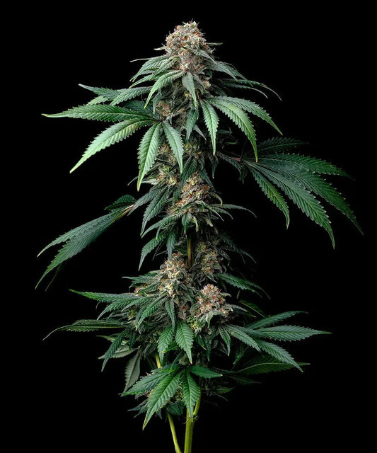 Mendo Breath feminisierte Cannabissamen