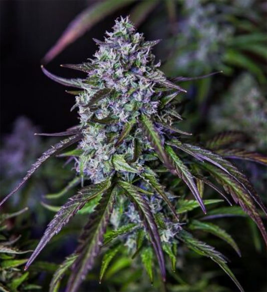 3Wok OG Automatic Cannabissamen