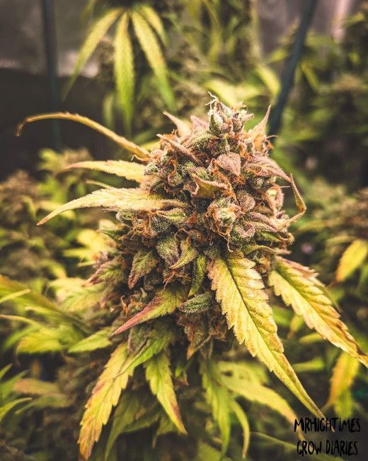 Mephisto Genetics Bear Assed Monkey  Automatic Hanfsamen