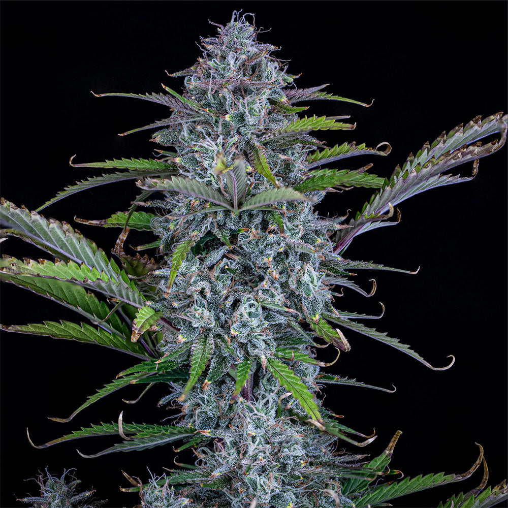 Mephisto Genetics Chemdogging Automatic hanfsamen Hanfplanze