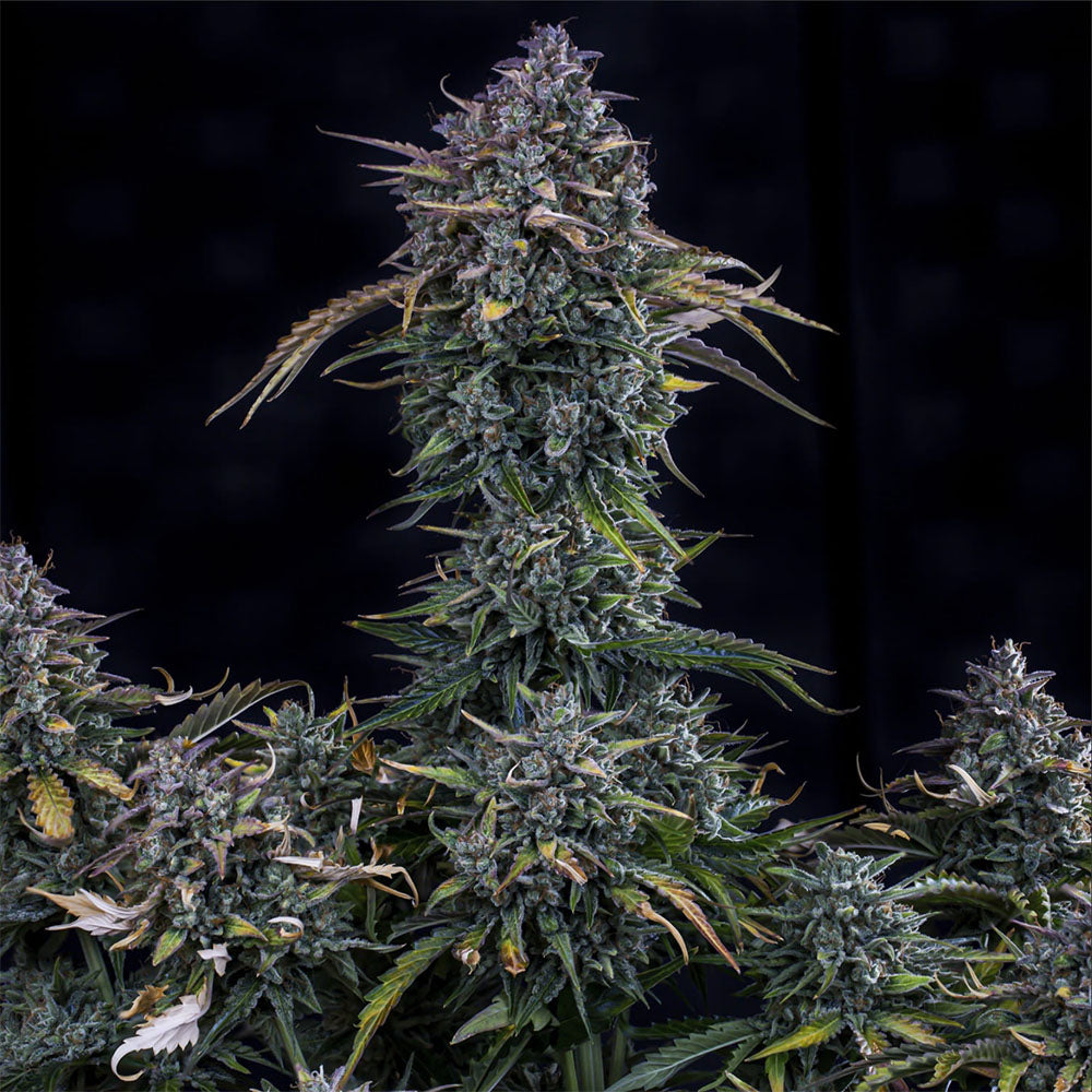 Mephisto Genetics Gold Glue Automatic Hanfsamen Blüe