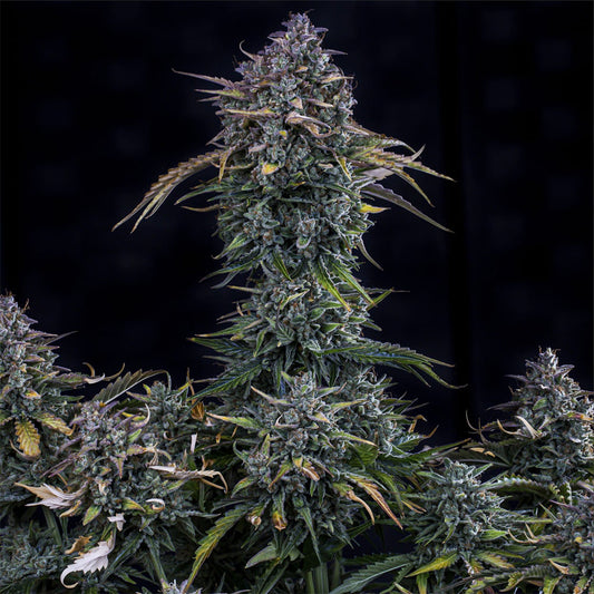 Mephisto Genetics Gold Glue Automatic Hanfsamen Blüe