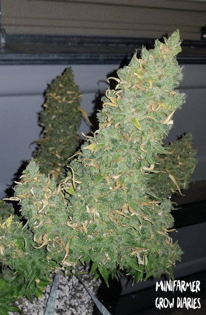 Mephisto Genetics Heisenberg Special Automatic Hanfsamen
