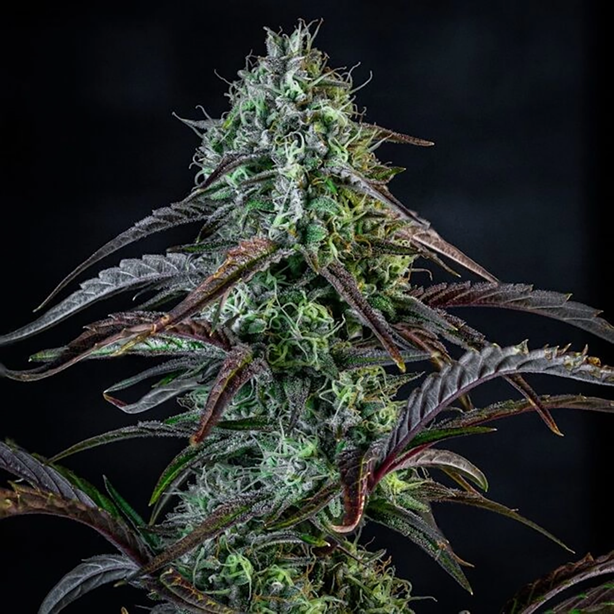 Mephisto Genetics Iced 'n' Baked Automatic Hanfsamen