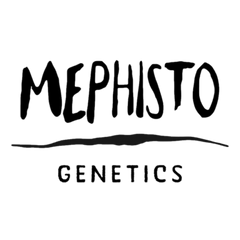 Mephisto Genetics Cannabissamen